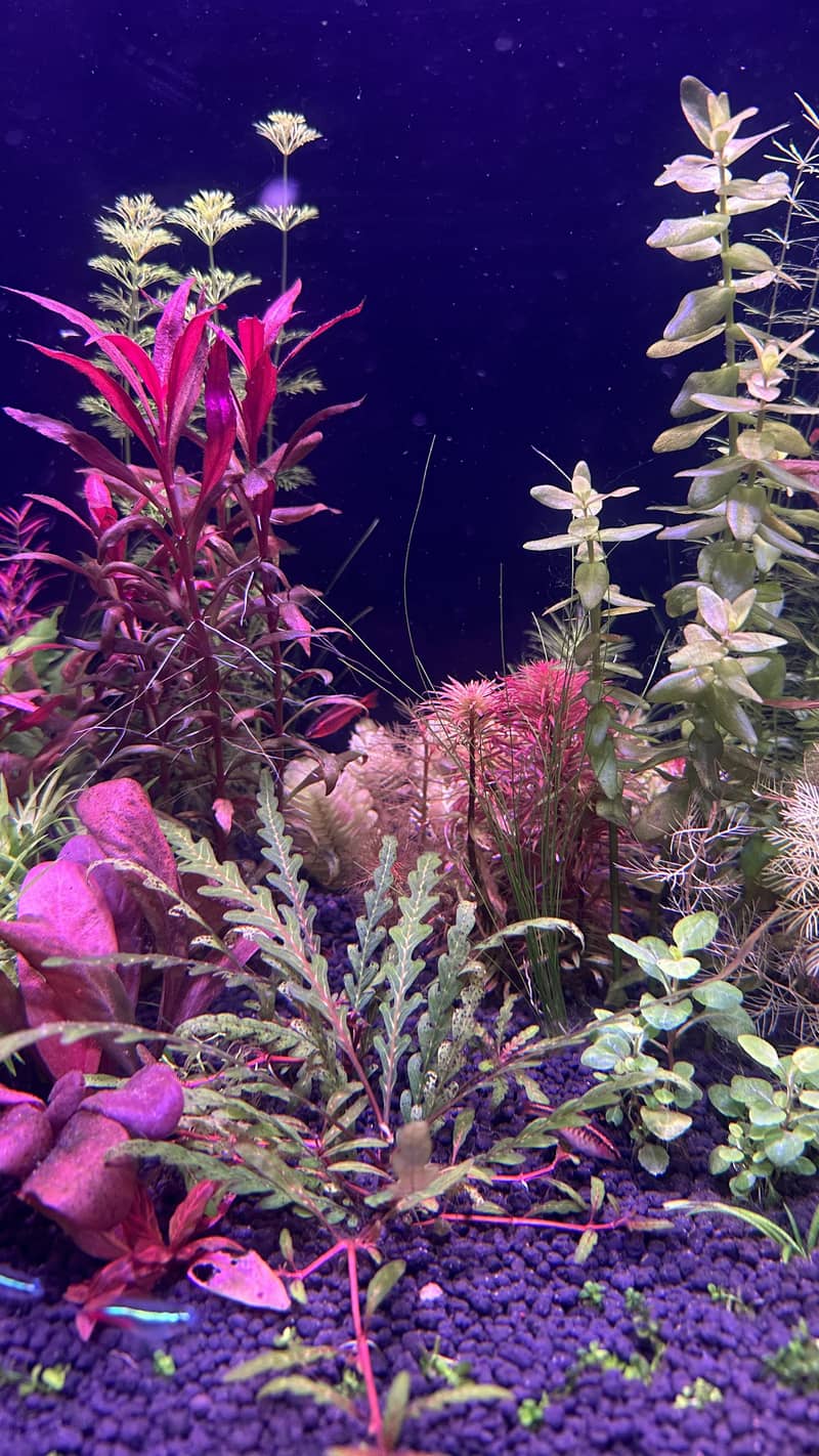 Aquatic plants 6