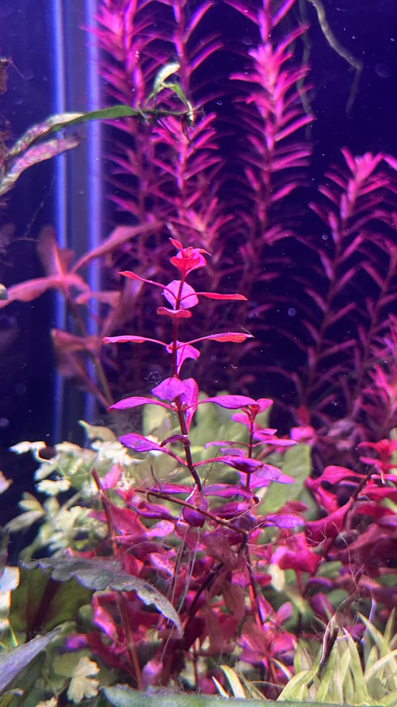 Aquatic plants 7