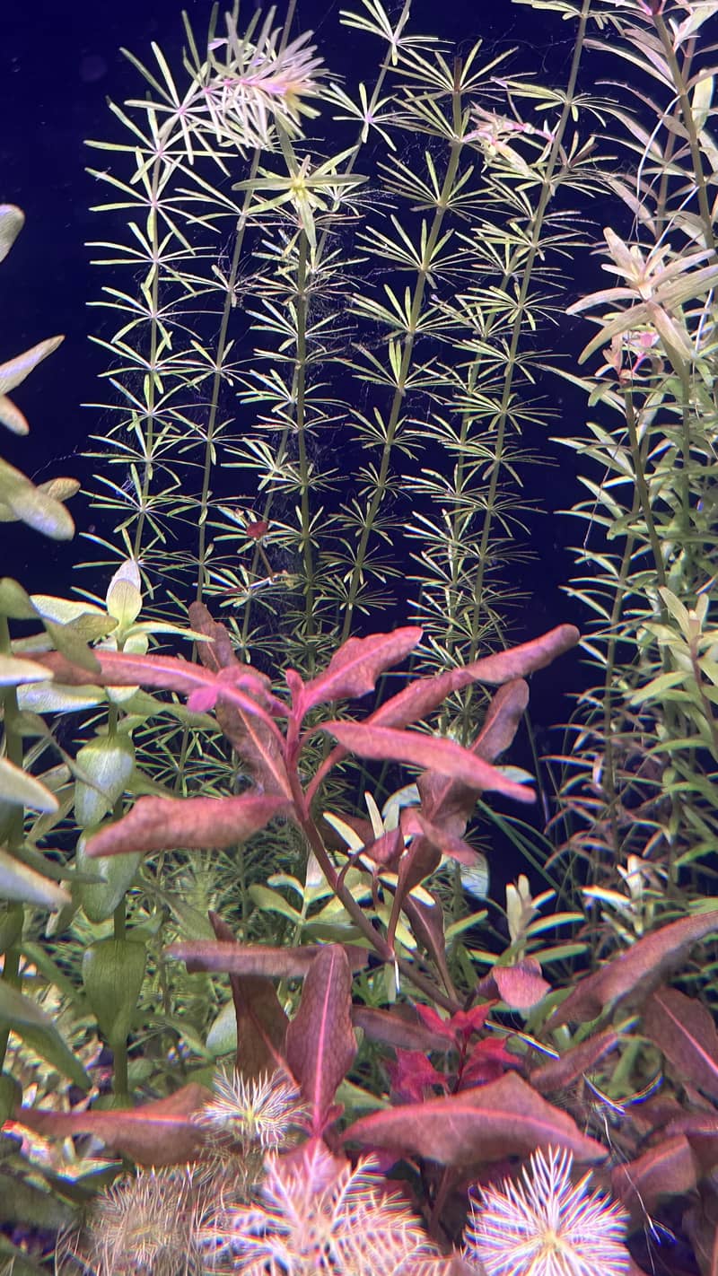 Aquatic plants 8