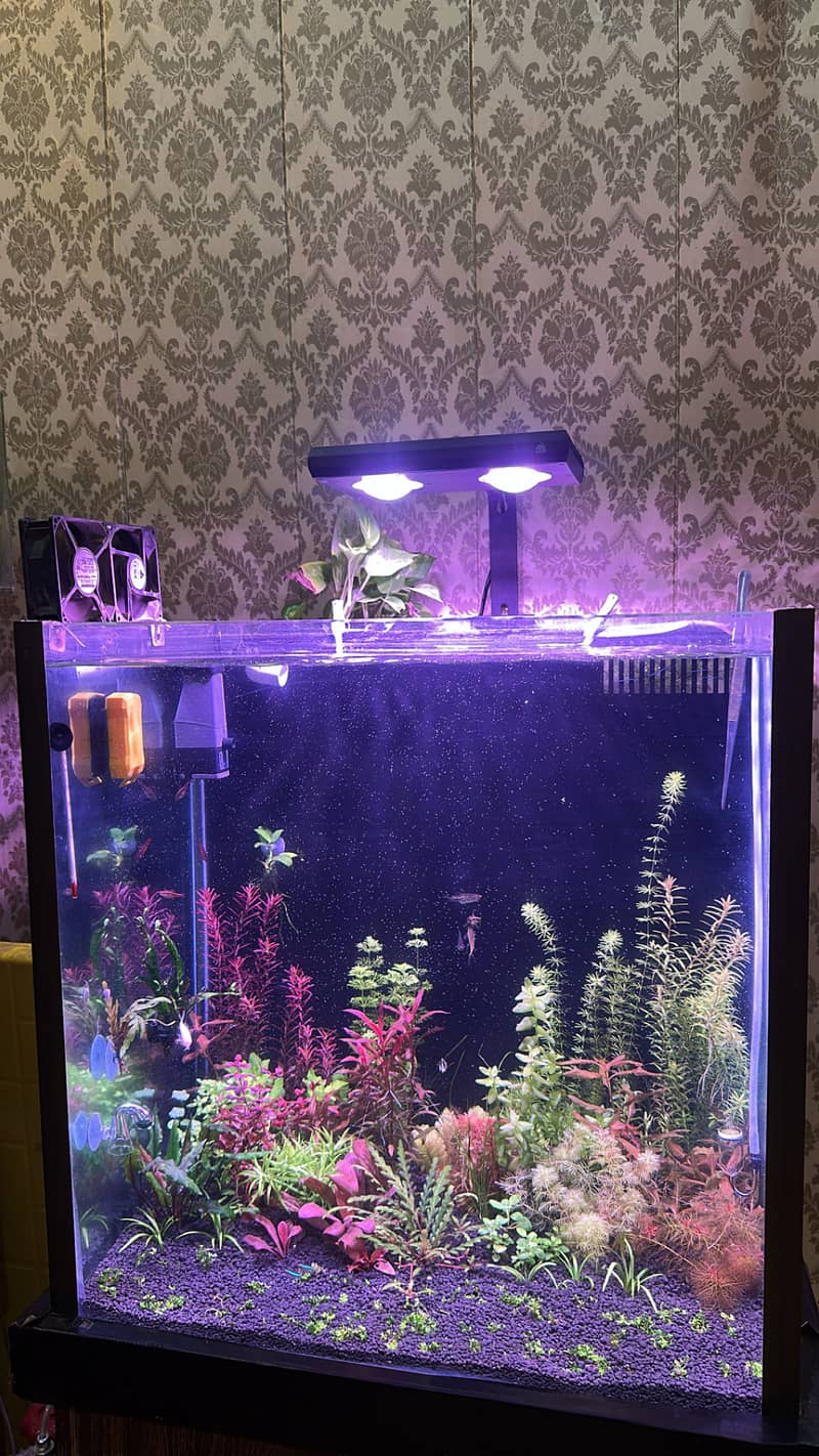 Aquatic plants 9