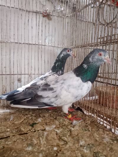 Pigeon