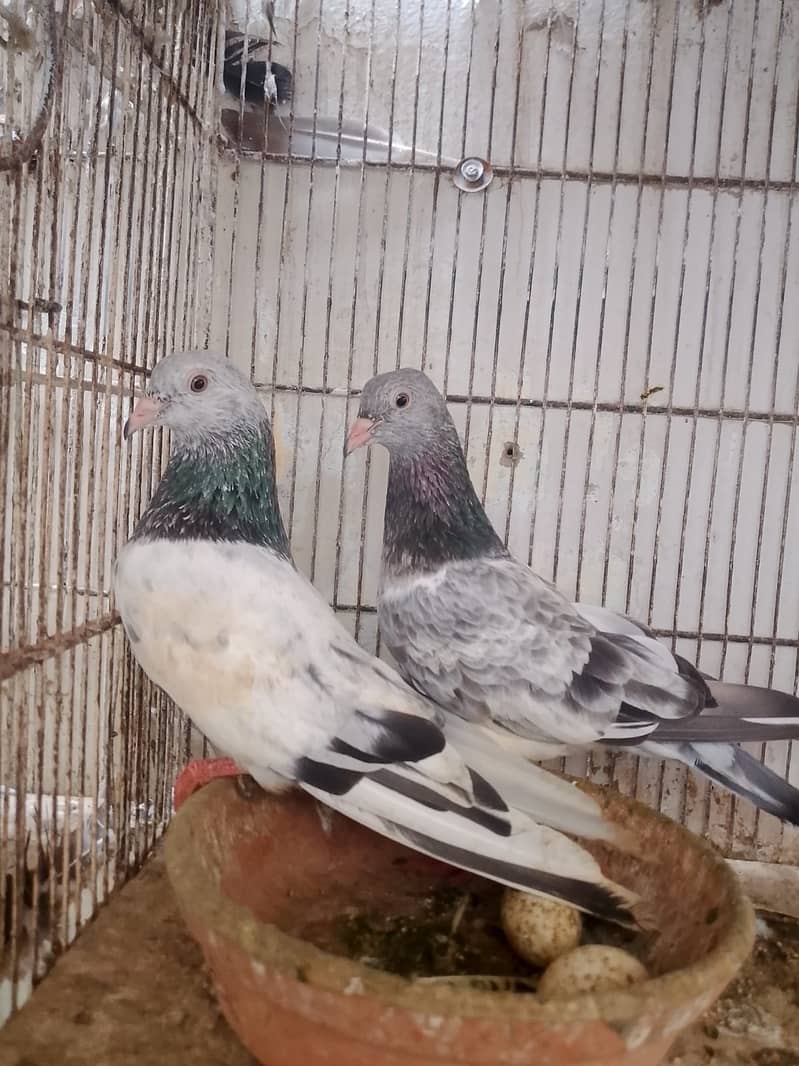 Pigeon 1