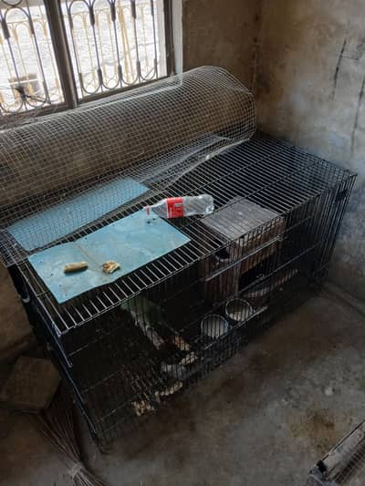 RAW PARROT HOME BREEDER PAIR WITH CAGE