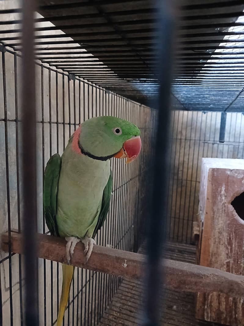 RAW PARROT BREEDER PAIR 0