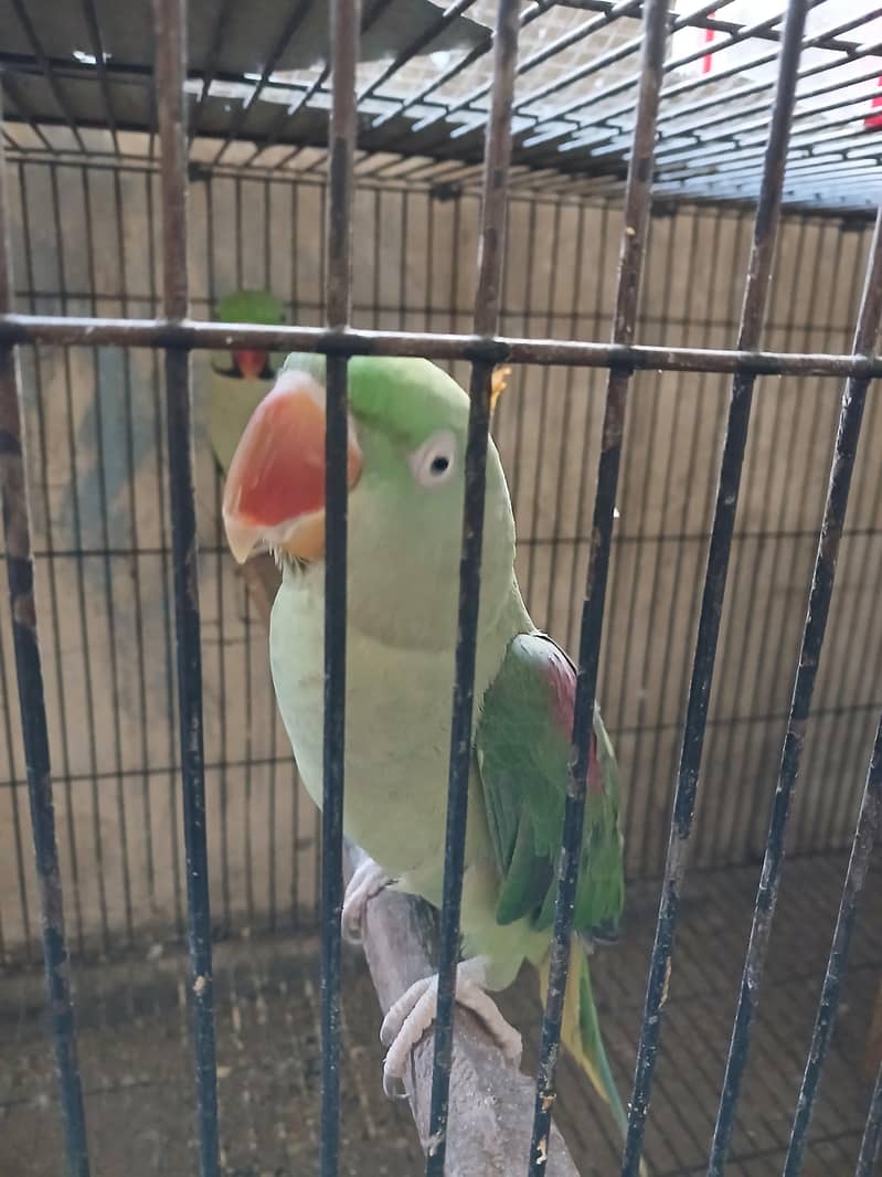 RAW PARROT BREEDER PAIR 2