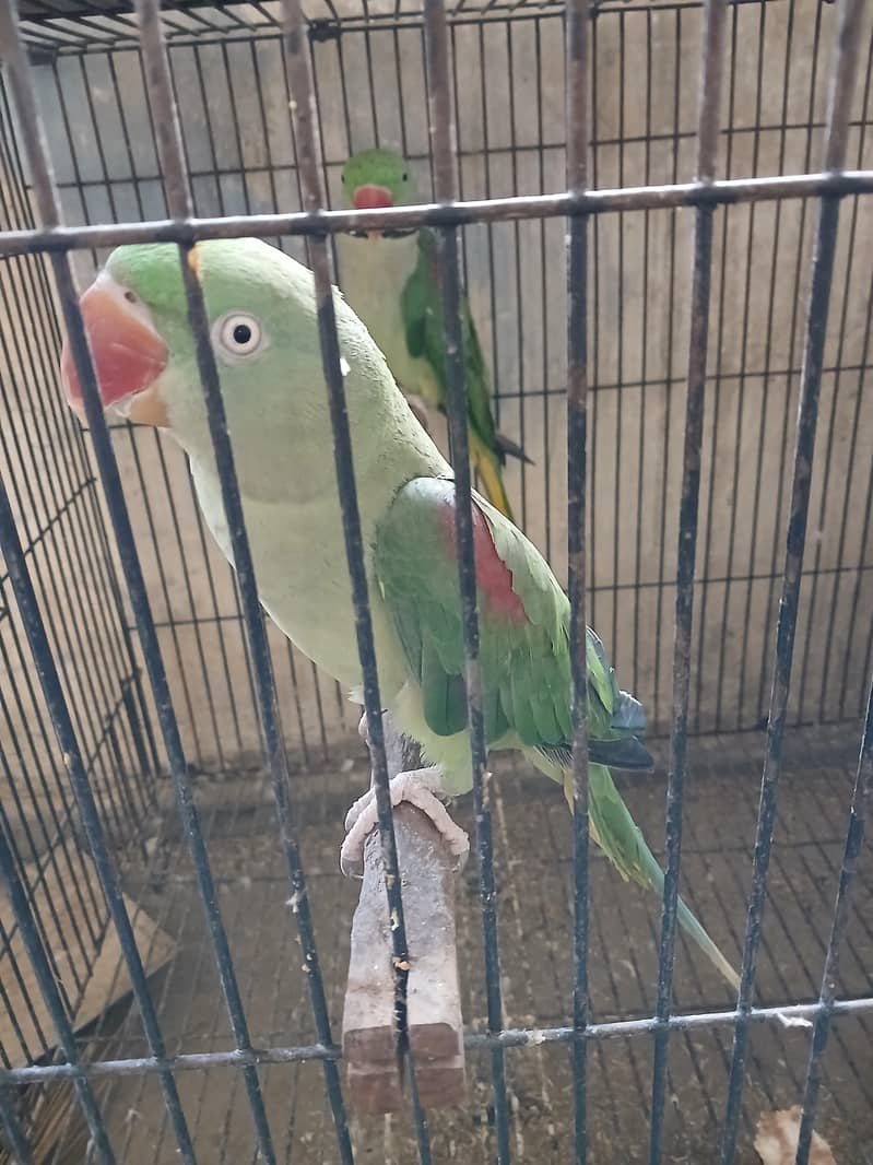 RAW PARROT BREEDER PAIR 3