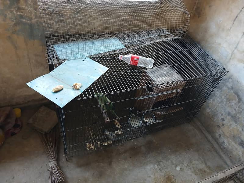 RAW PARROT BREEDER PAIR 4