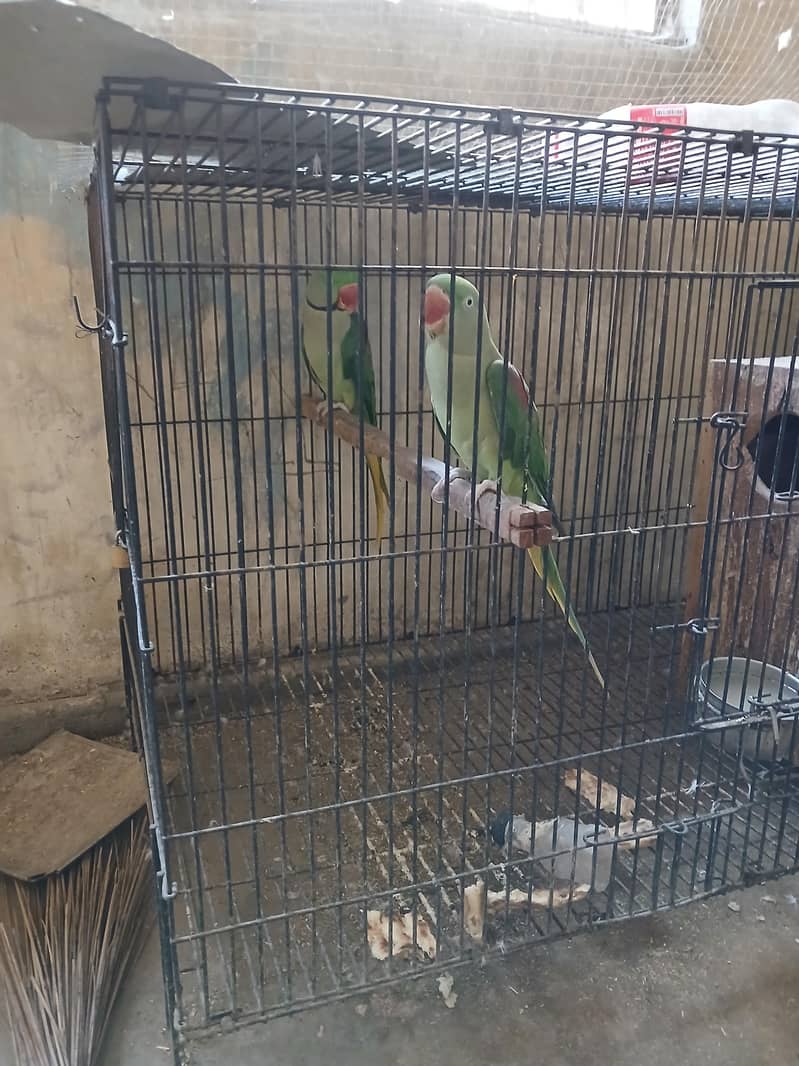 RAW PARROT BREEDER PAIR 5