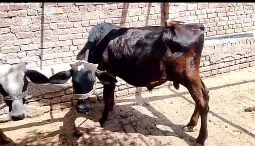 Kheera bchra urgent for sale/03005356705
