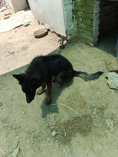 German Shepherd three .
