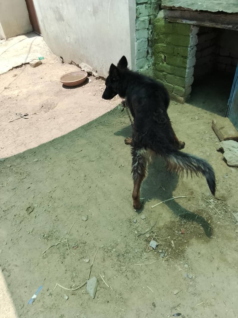 German Shepherd three . 1