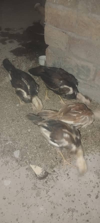 Aseel chicks age 2 months for sale