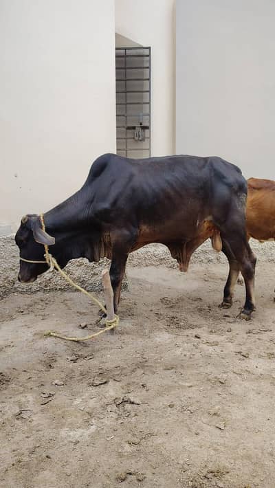 desi bull