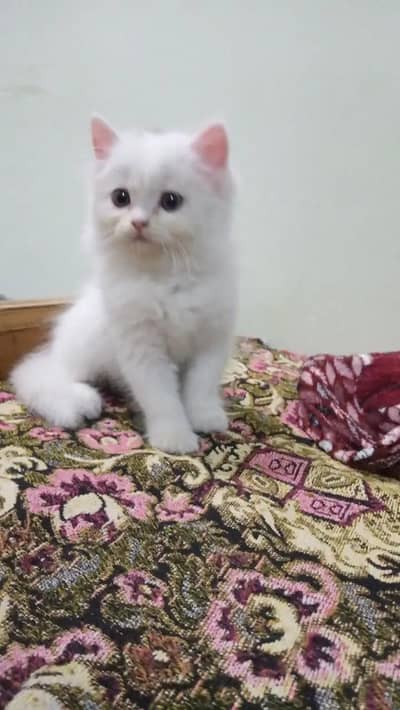 white cat