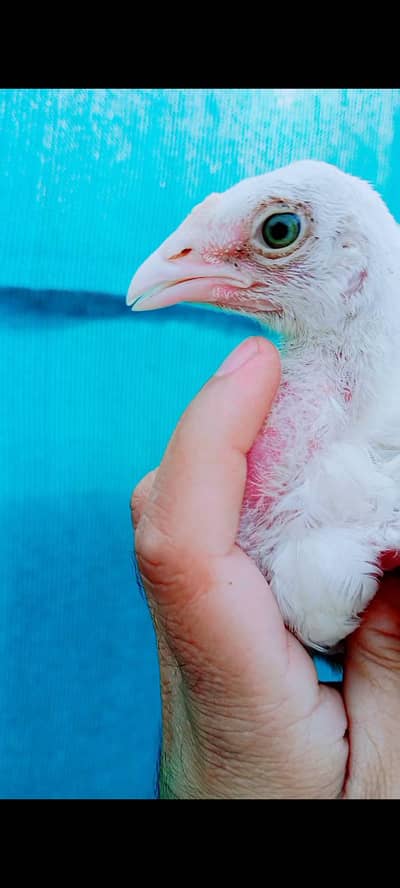 Heera chicks