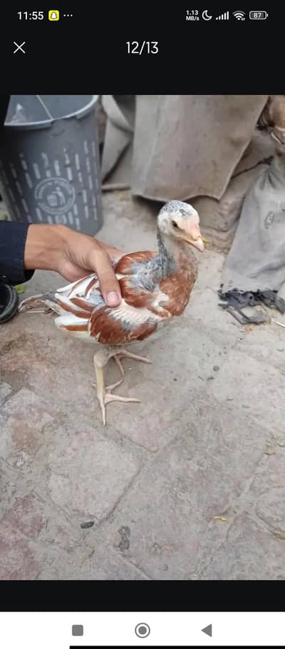 Aseel long Hight 1500 per piece
