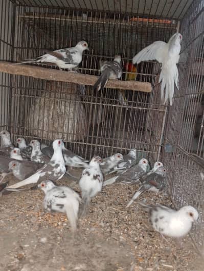 Blue pied dove Diamond pied dove avilable