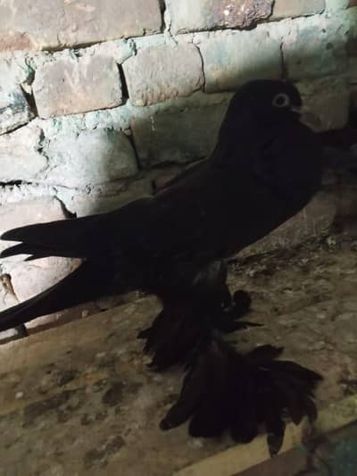 Ghubara Pigeons