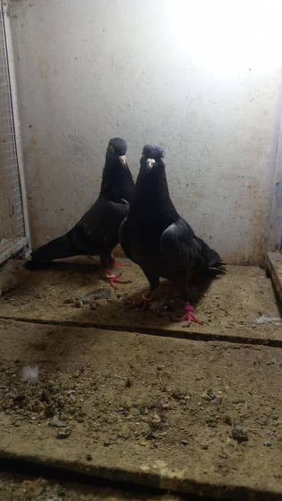 Black Taddy