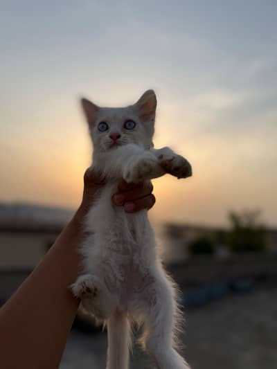 4 Persian kittens for sale in Sialkot