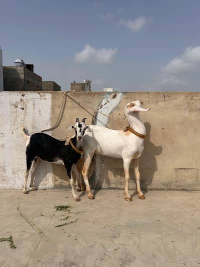 Beautiful tapri and hyderbadi makri female jori 2 dant aur 4 dant