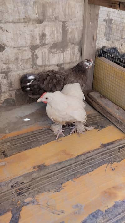 Two Bantum Females