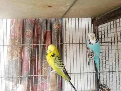 Exhibition/king budgie pair (urgent sale)