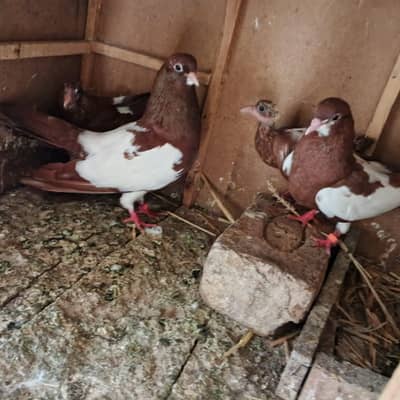 lal khal guldar kalyara breeder pair  with two chicks