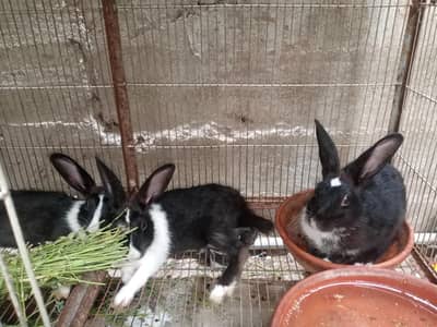 parrot or rabbit available