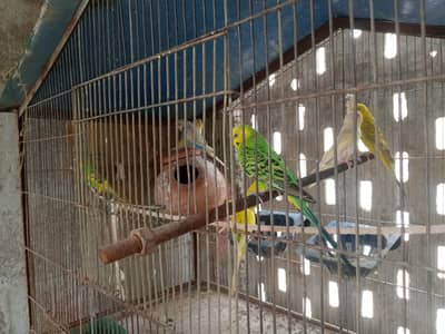parrot or rabbit available
