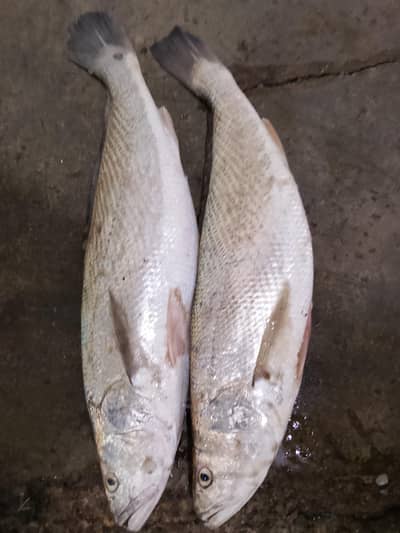 fresh seafood
