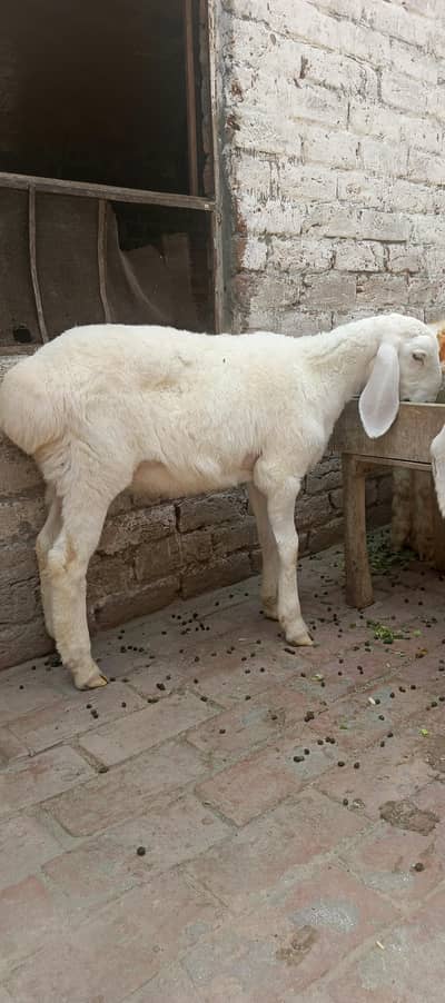 3.5 Month Old Healthy White Chatra for Sale –Active Quality