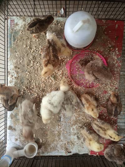 turkey chicks available for sale mix colour