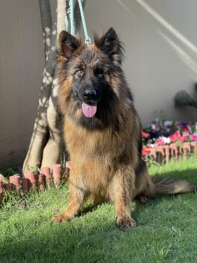 German shepherd only for stud/ matting/ cross