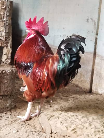 Desi Hens and Aseel Patha
