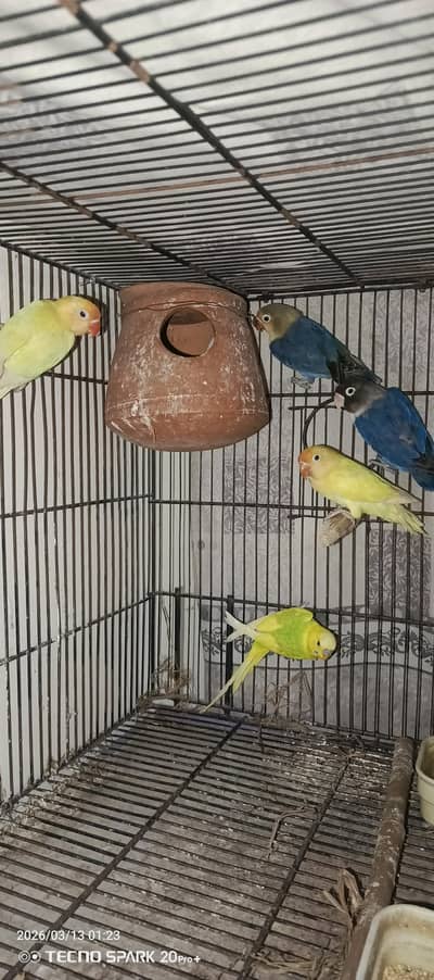 breeder pairs