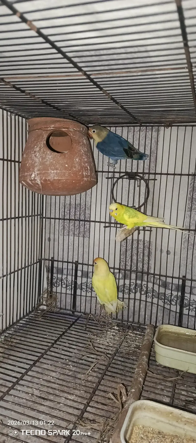 breeder pairs — photo 2