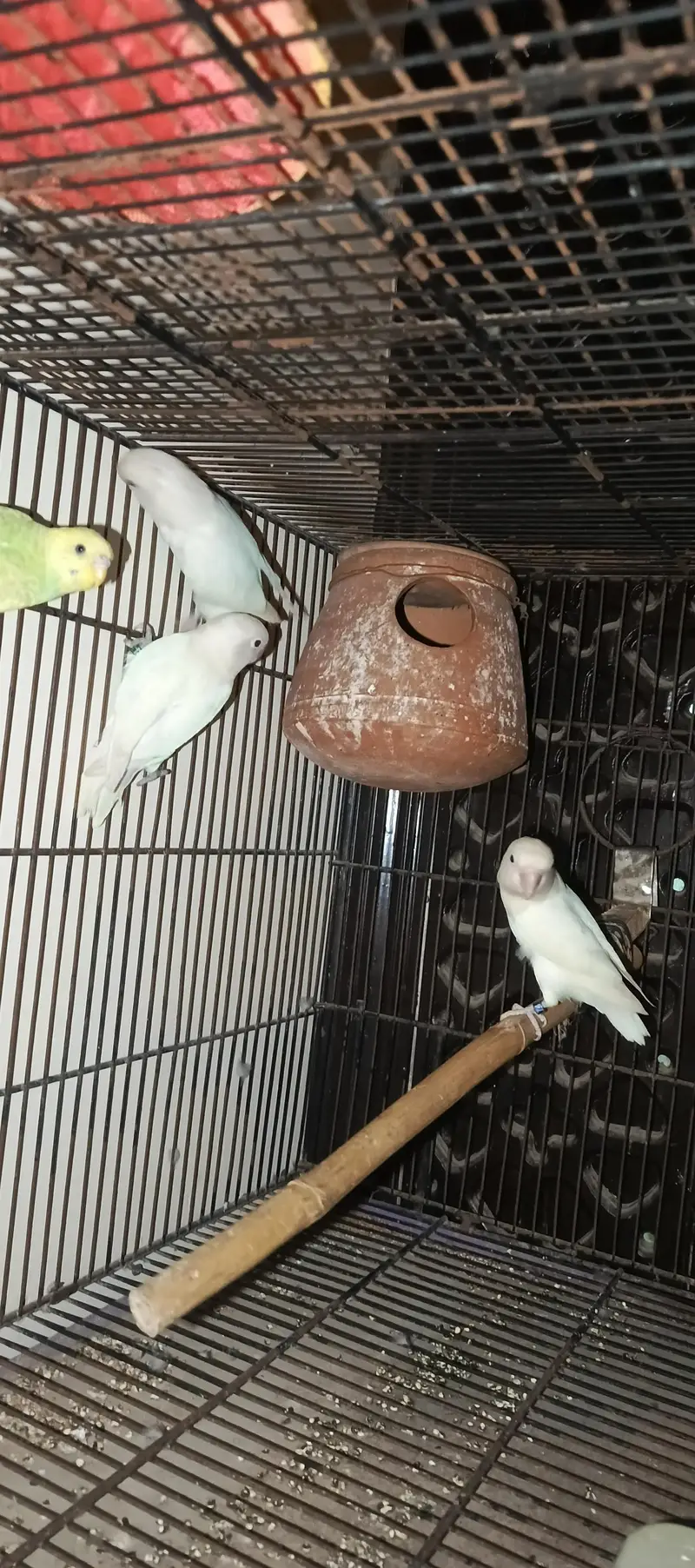 breeder pairs — photo 5