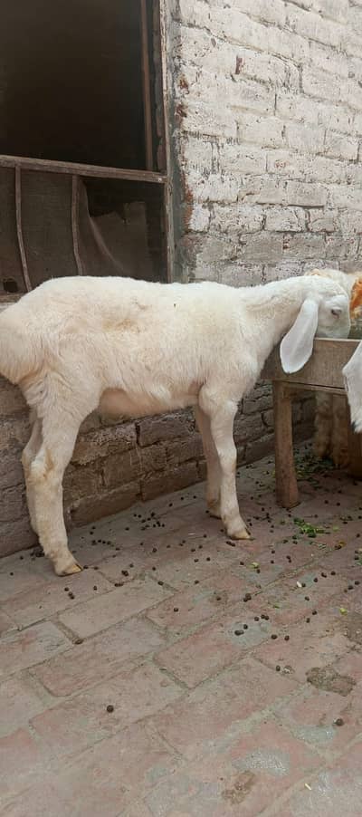 3.5 Month Old Healthy White Chatra for Sale –Active Quality
