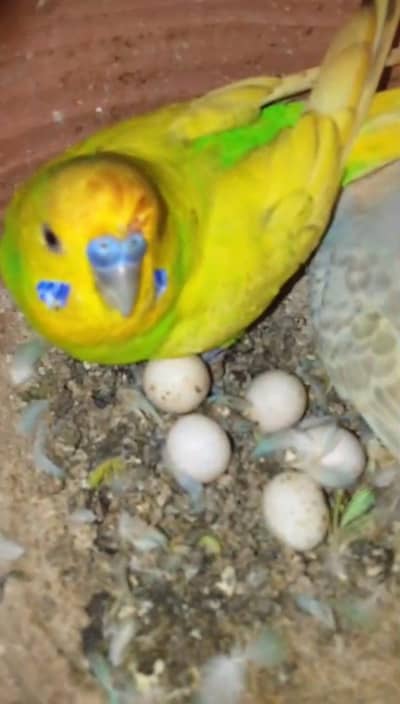 budgies confirm guaranteed breeder pair with eggs