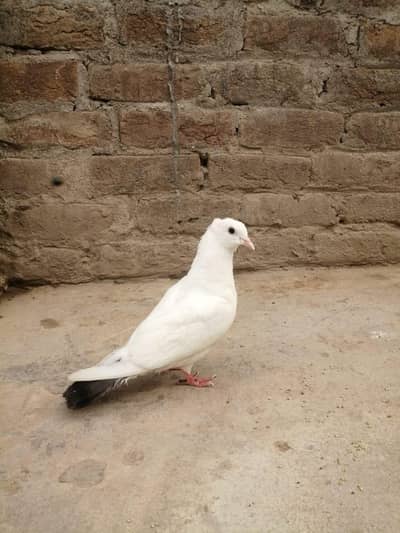 2 Lucky kabotar for salr ha 03426744070