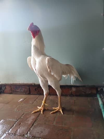 White oH shamo/White aseel/king size shamo/breeder Aseel shamo