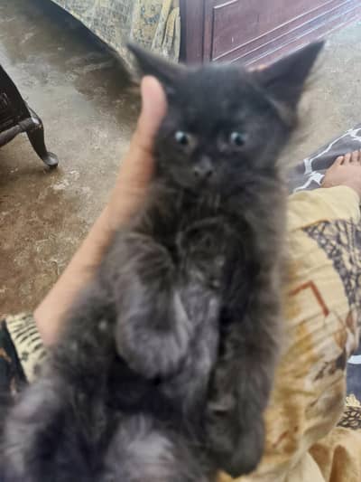 Persian kitten for sale both kitten in 6 k each contect no 03128573521