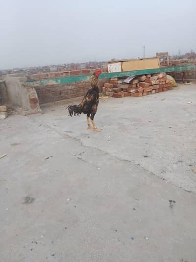 mashallha pure jawa male for sale wts 03088208731
