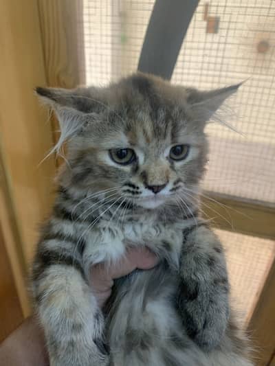 Persian cat for sale
