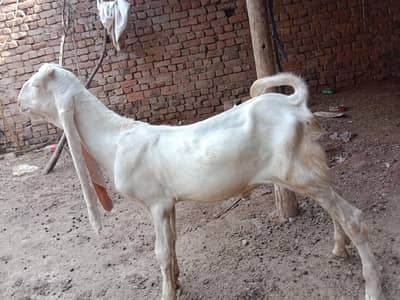 Pure rajanpur