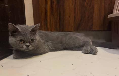Pure breed British shorthair female cat