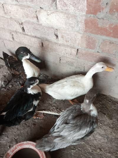 urgent sale ducks-eggs deti hen