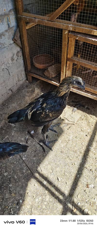 Thi Drogan black skin trio set for sale
