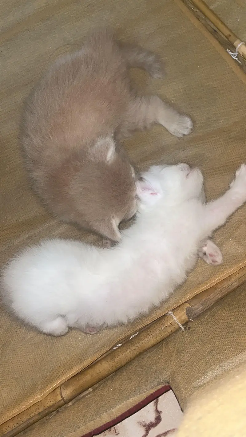 Persian kittens